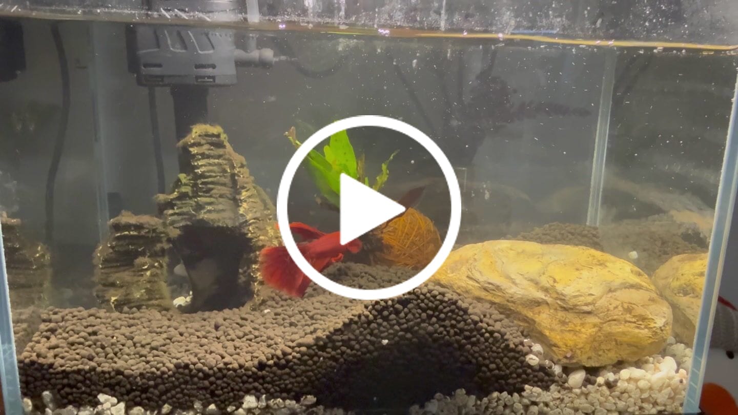 Customer video review of Super Red Halfmoon Male Betta Fish