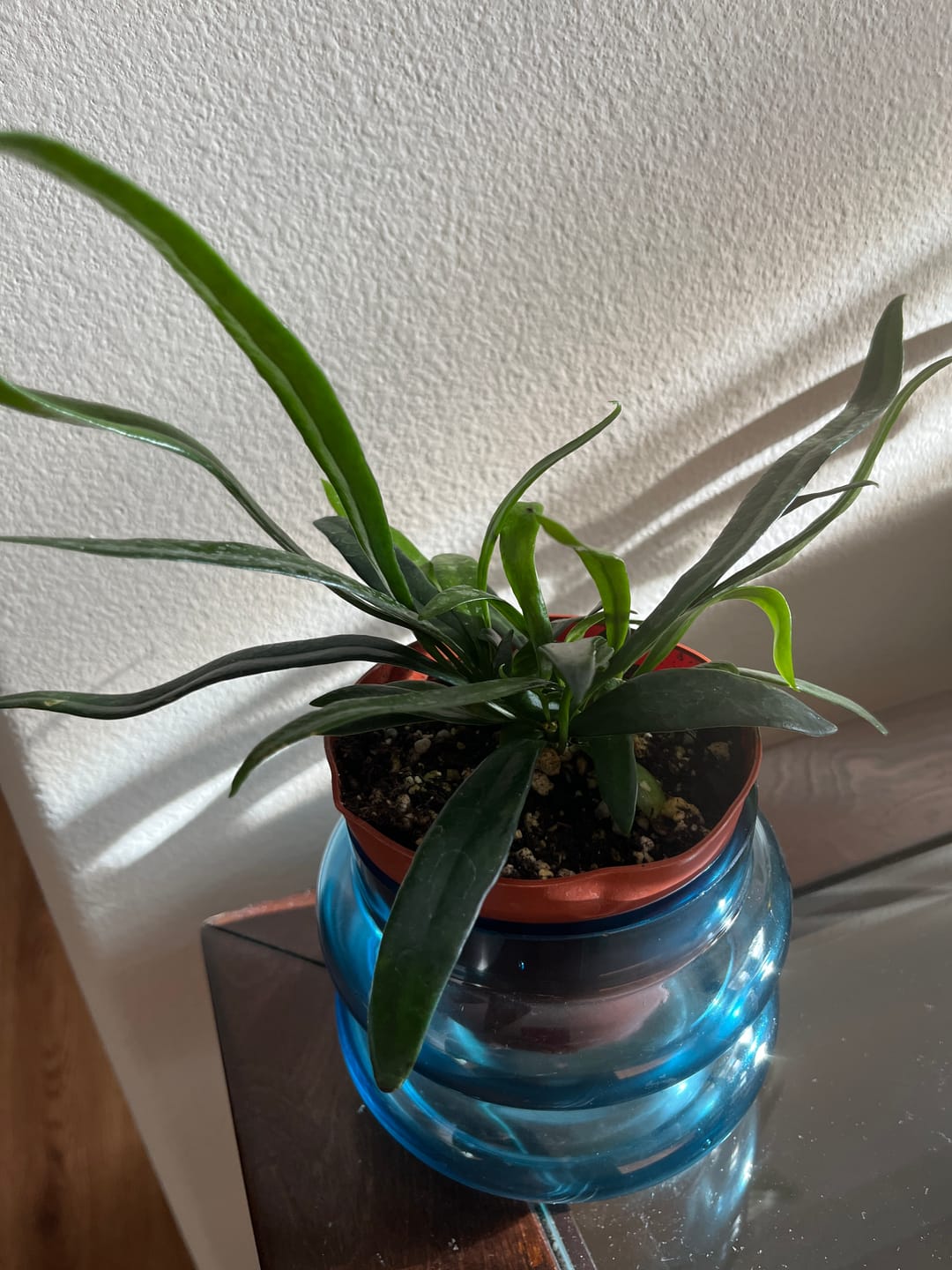 Customer photo review of Fern Microsorum thailandicum 'Blue Oil Fern'