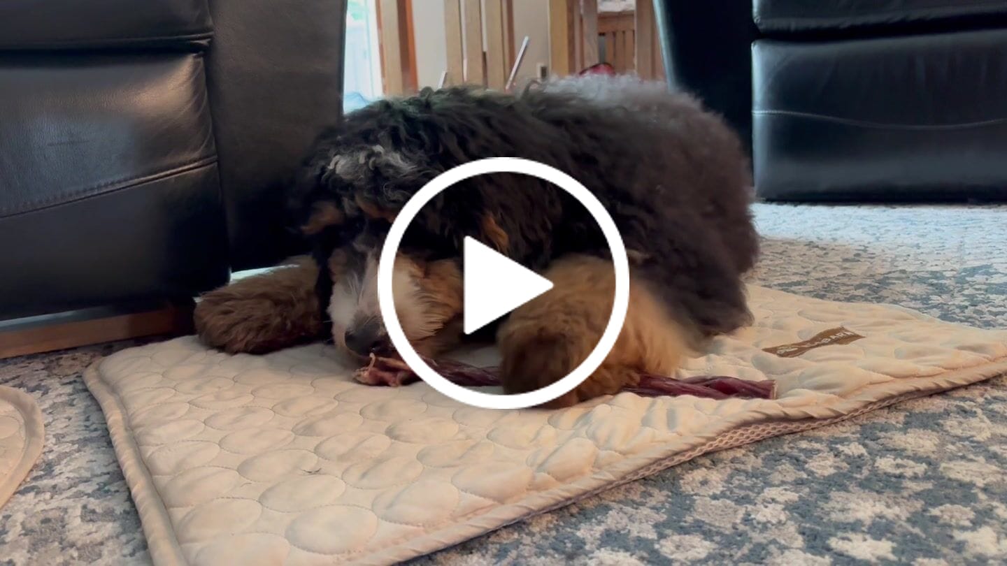 Customer video review of Beef Gullet Braid