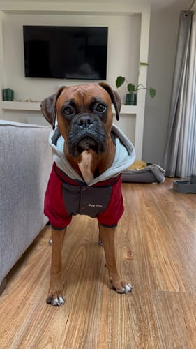 Customer photo review of Dog Varsity Jacket - Grey Red