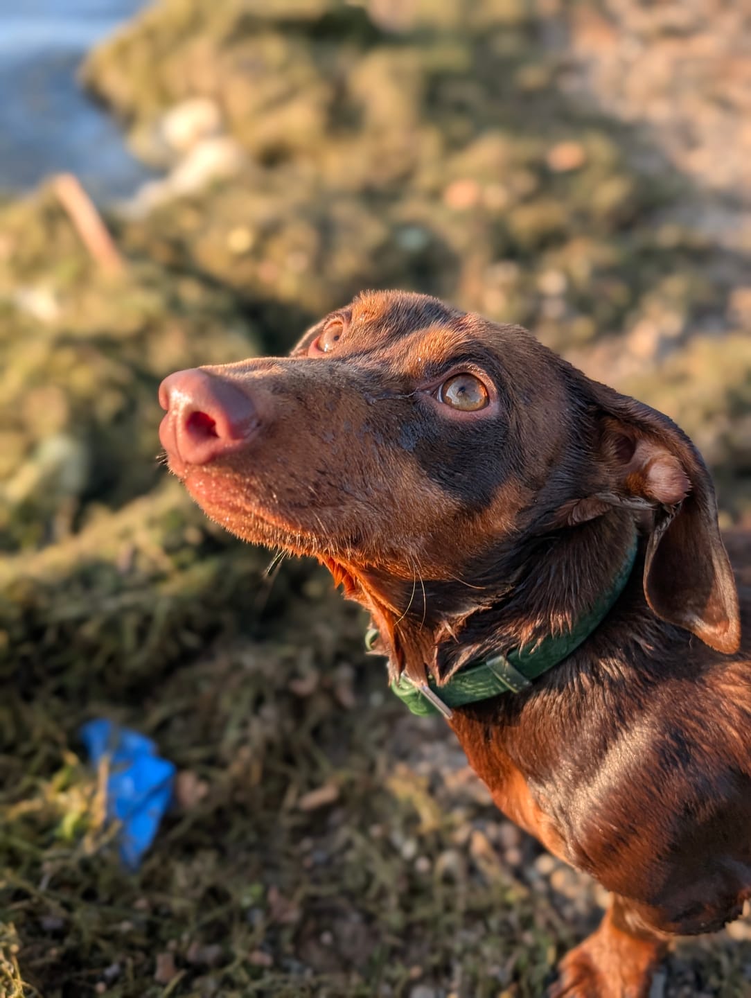 Customer photo review of Tidal Waterproof Collar
