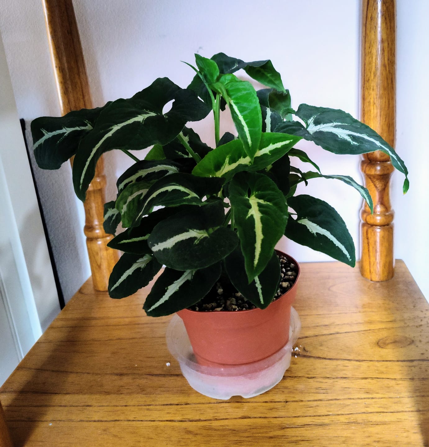Customer photo review of Syngonium wendlandii