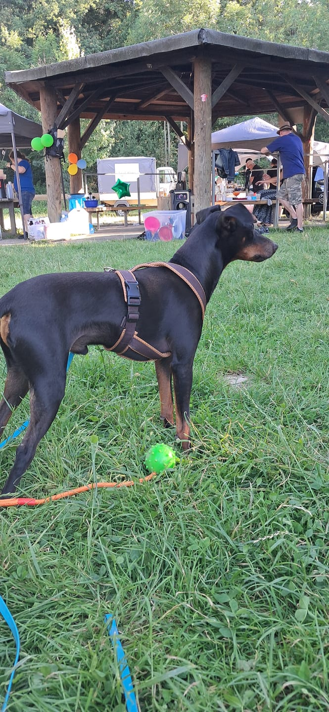 Customer photo review of Windhundgeschirr FUN Welpe/Windspiel "Toffee"