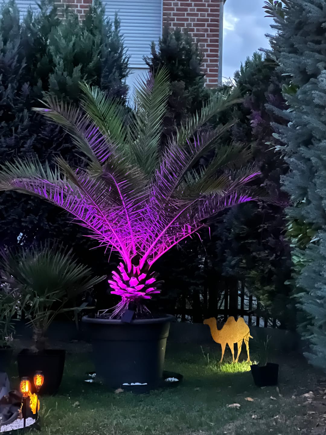 Customer photo review of Gartenstecker Kamel