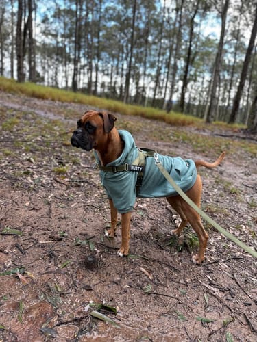 Customer photo review of Essential Dog Hoodie - Teal