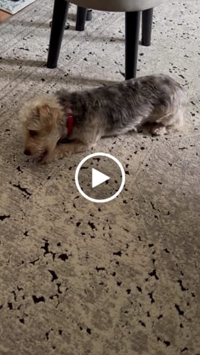 Customer video review of 4-Stick Yak Chew Pack – Mint, Banana, Strawberry & Pumpkin