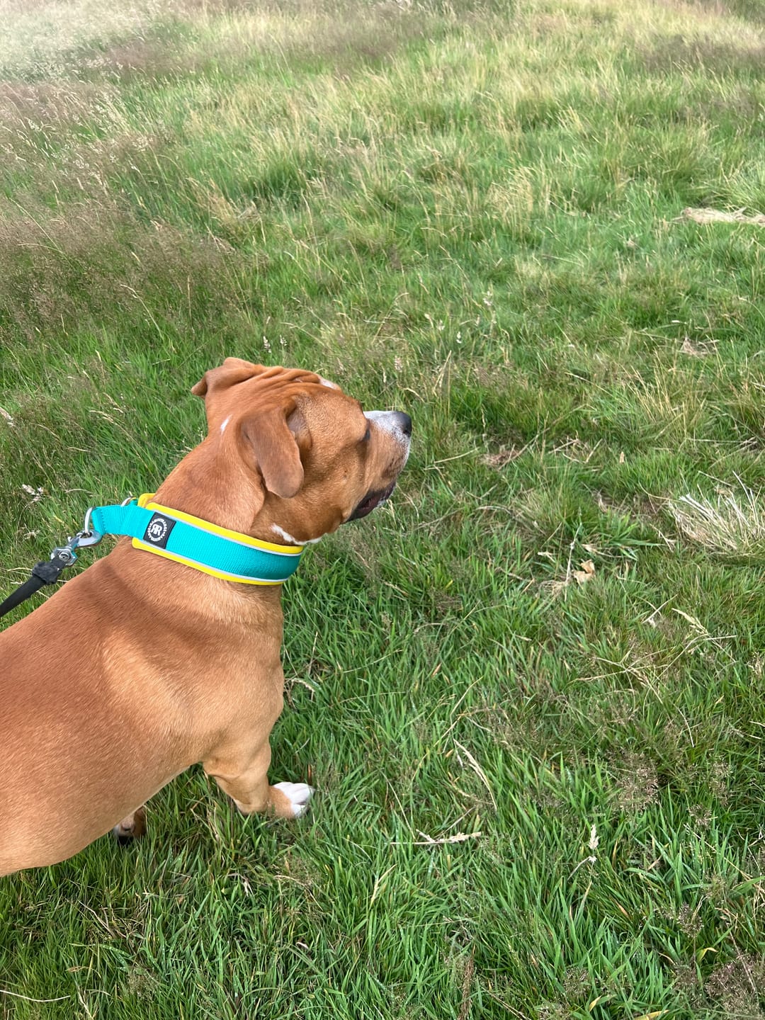 Customer photo review of 4cm Slip on Collar | Foam Padded - Turquoise x Yellow
