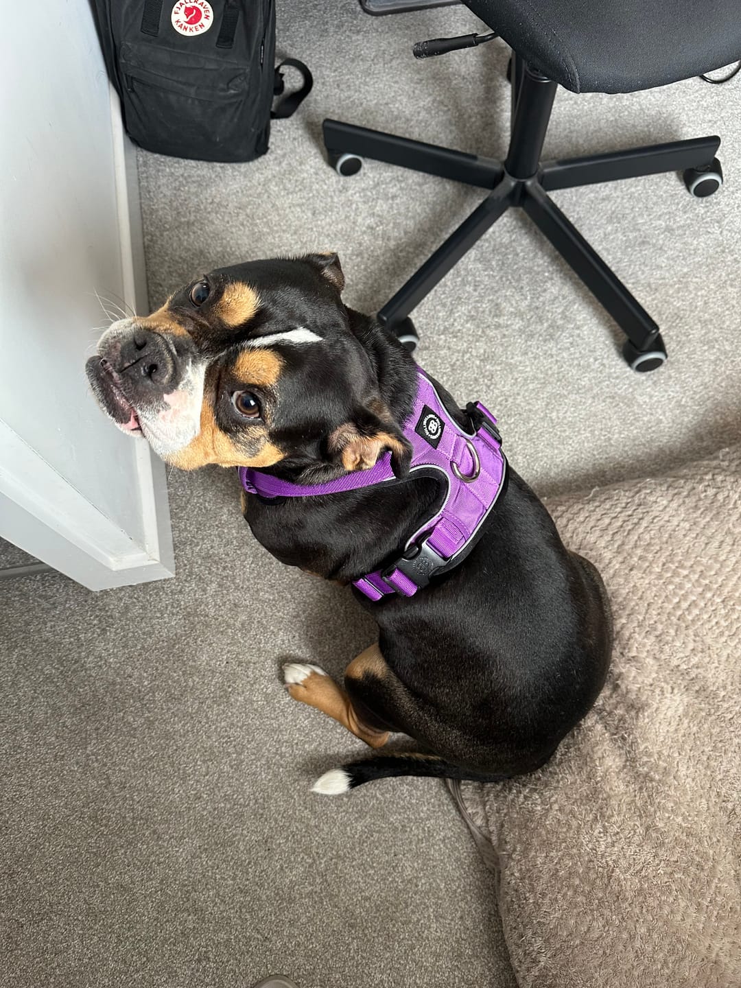 Customer photo review of Comfort Premium Harness | Non Restrictive - Purple