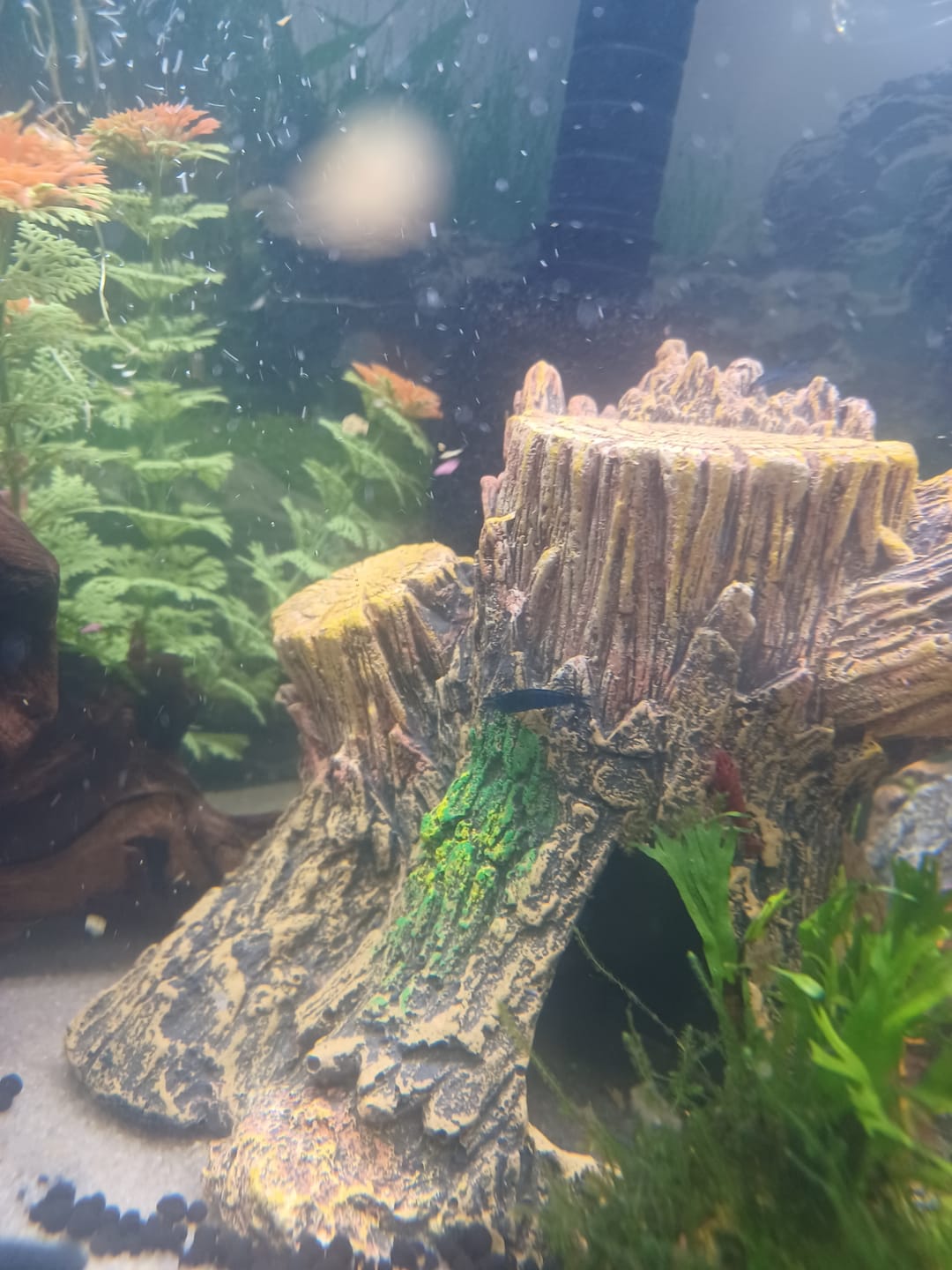 Customer photo review of Chocolate Shrimp