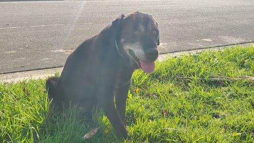 Customer photo review of FurLife™ 8 Months Flea and Tick Free
