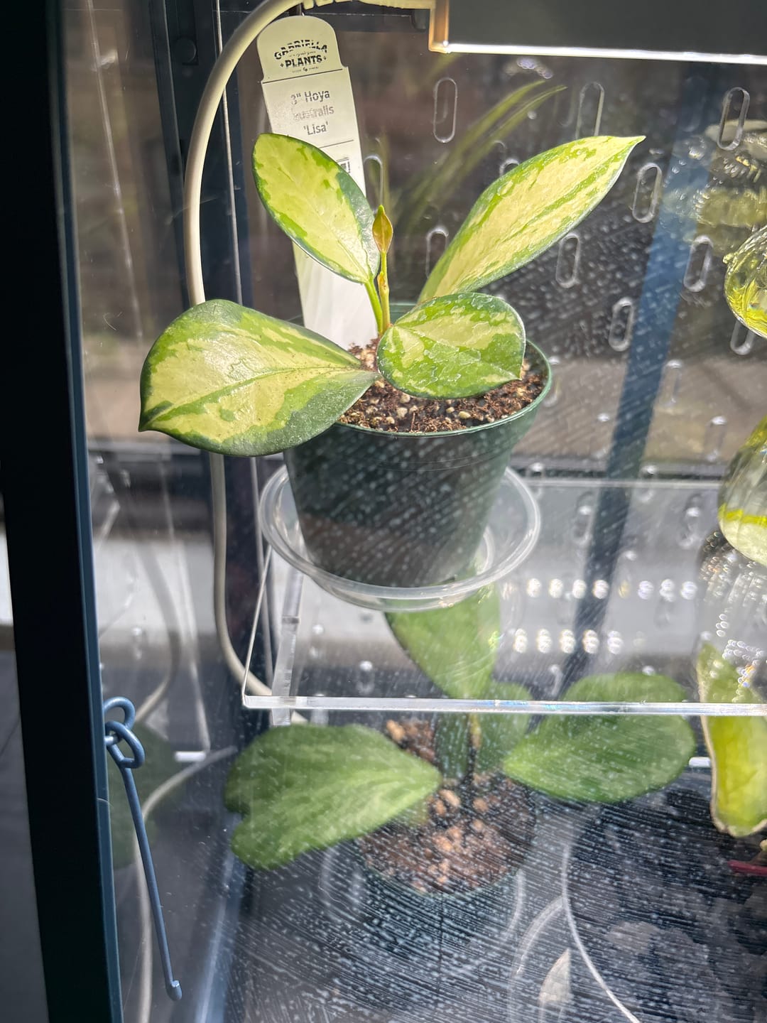 Customer photo review of Hoya australis 'Lisa'