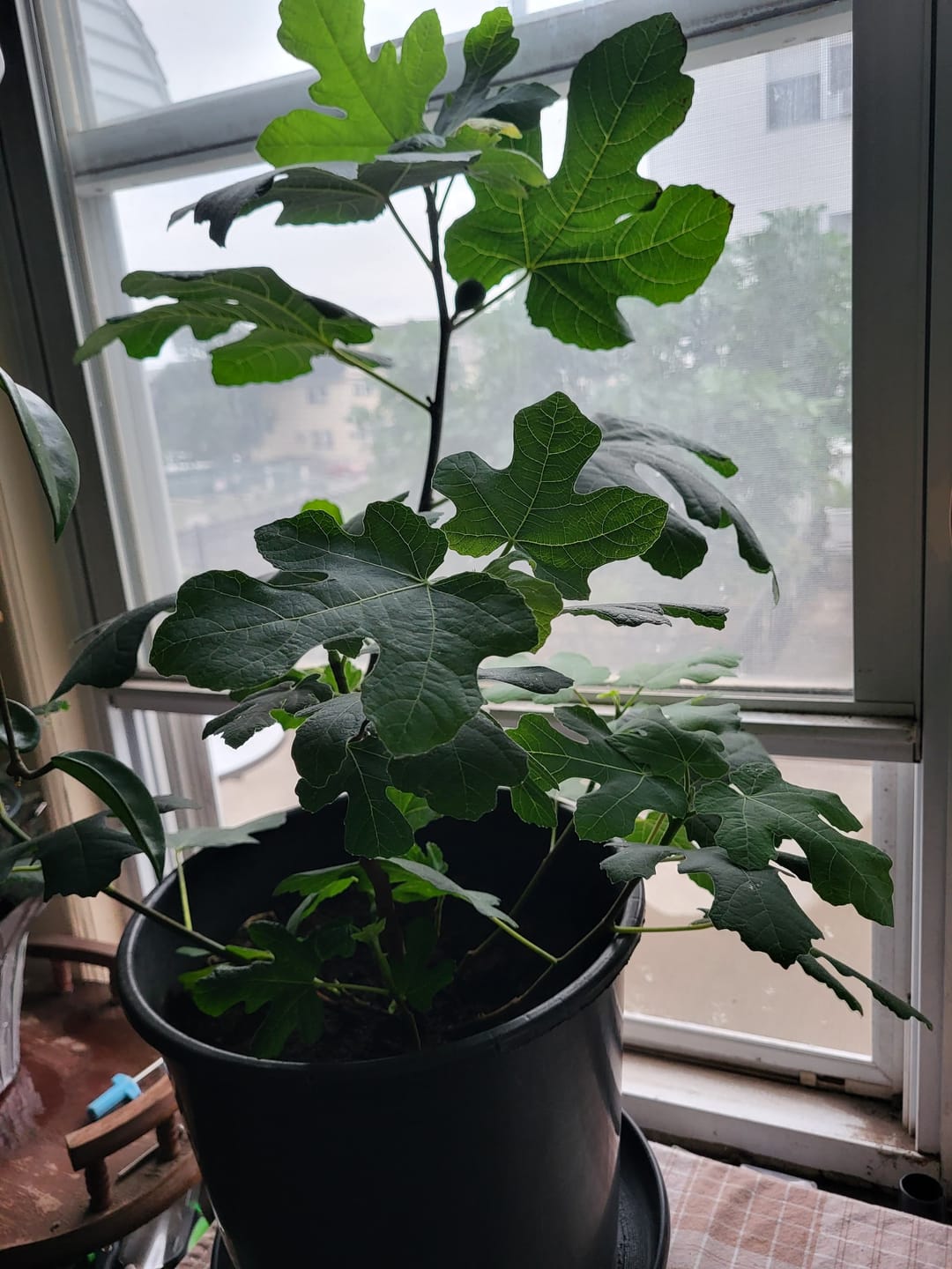 Customer photo review of Elm Power Bundle