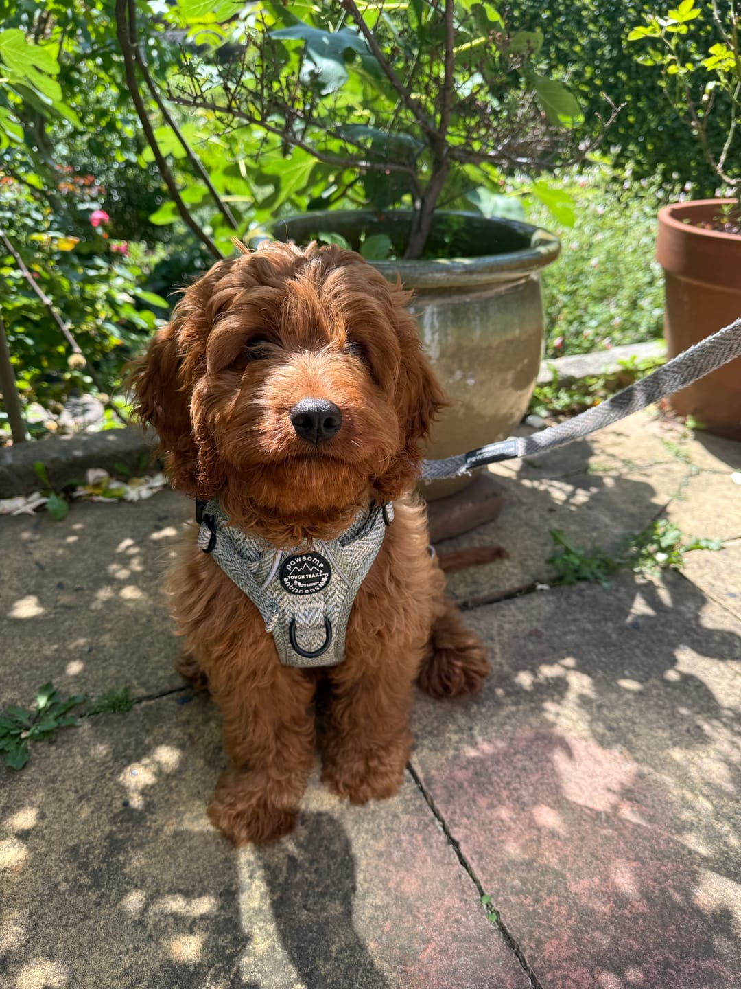 Customer photo review of Tough Trails™ Harness - Country Thyme