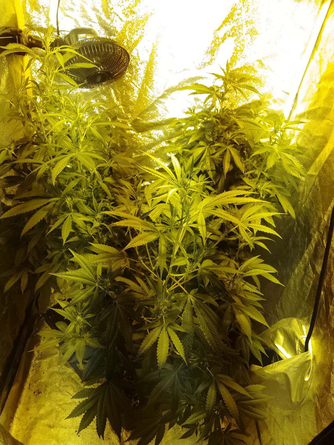 Customer photo review of Hanfstecklinge | Coconut Cloud