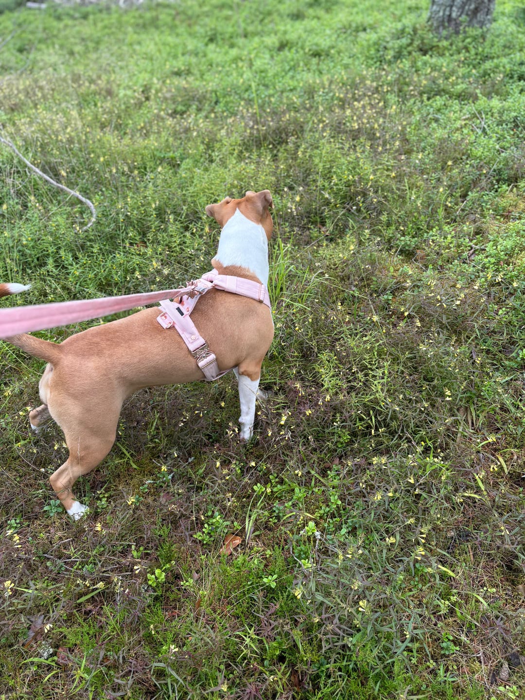 Customer photo review of Walk Leash Rose Edition Pastel Pink - Säkert nylonkoppel i olika längder