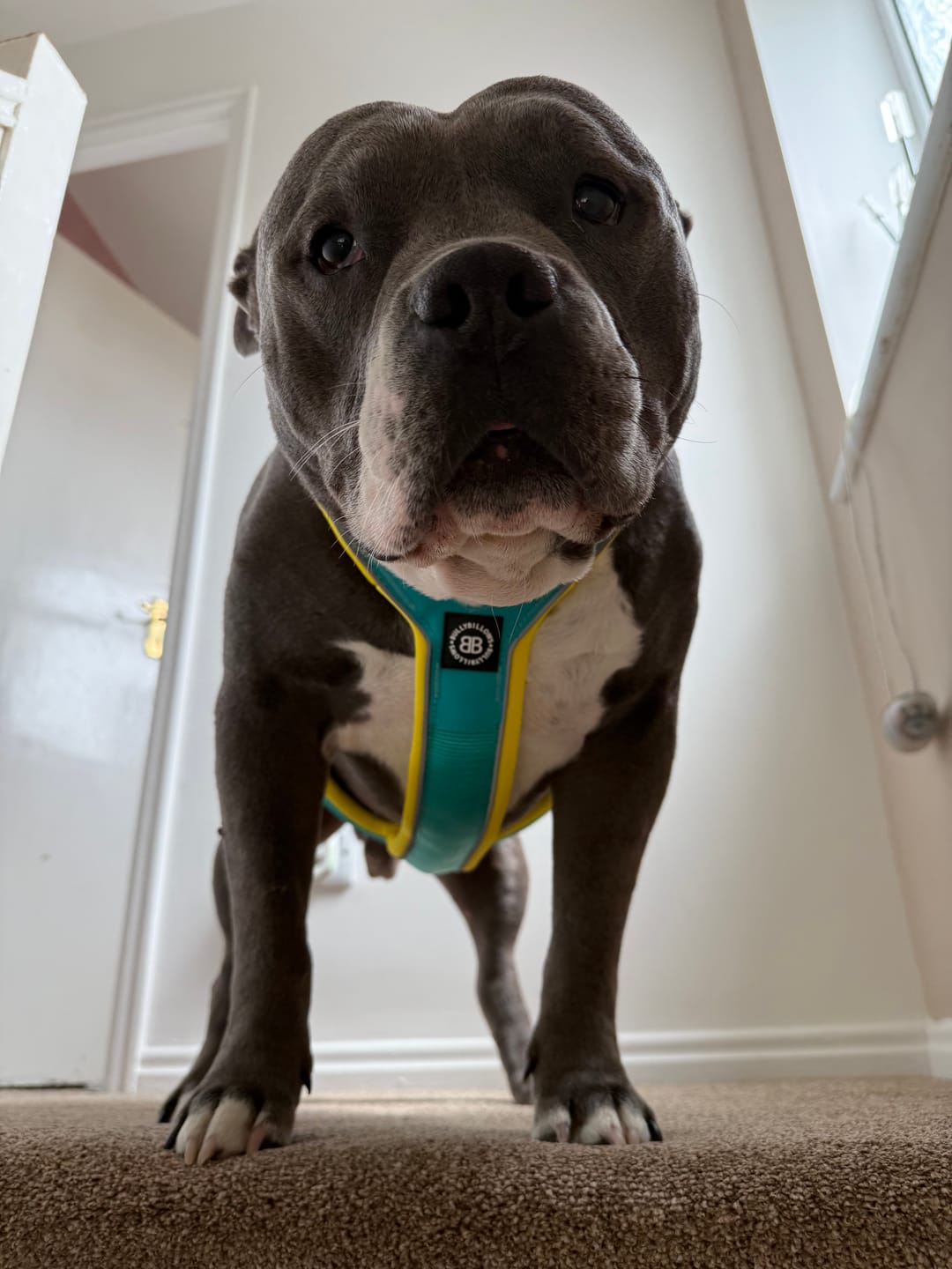 Customer photo review of Slip on Harness | Foam Padded - Turquoise x Yellow