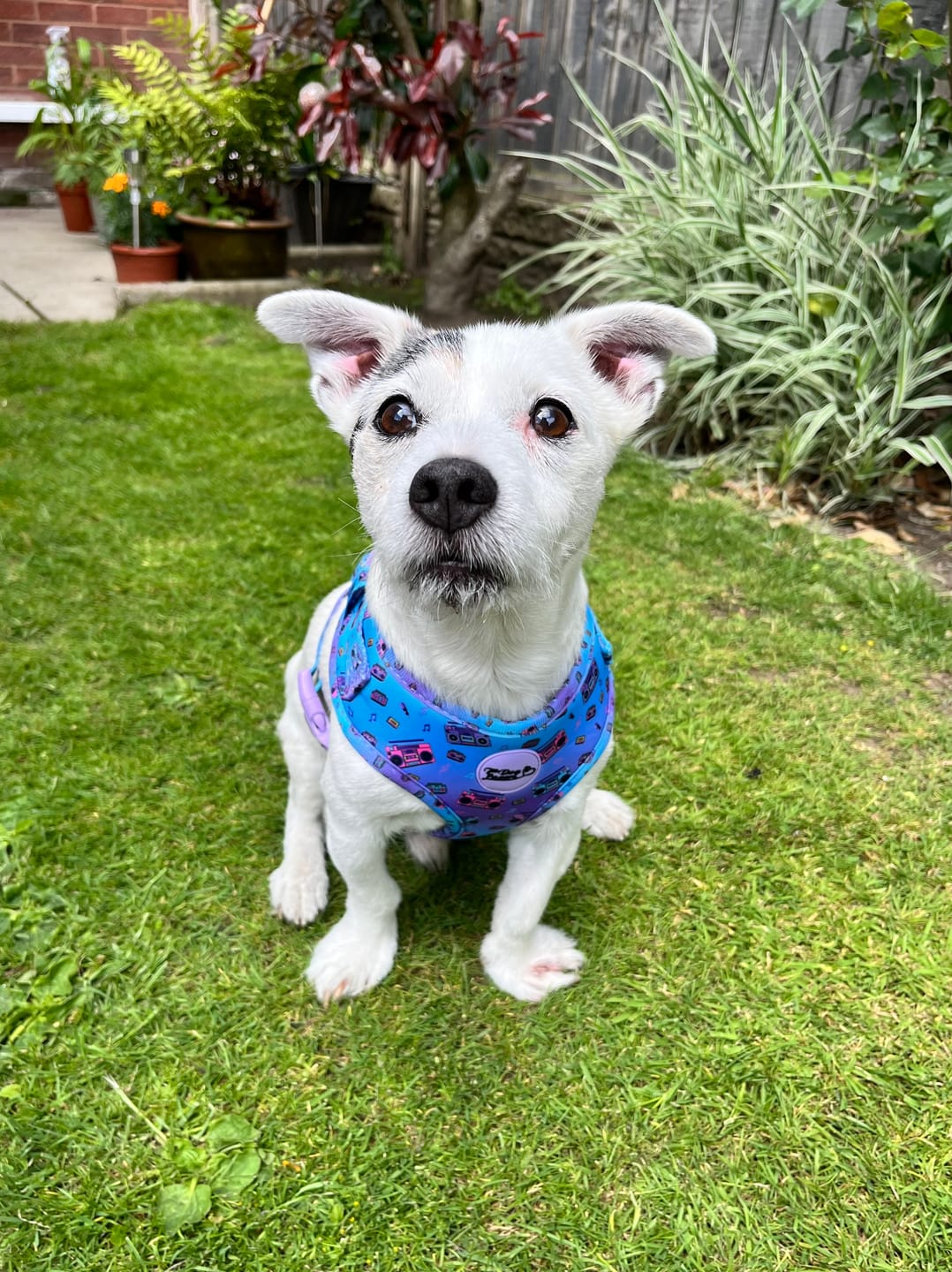 Customer photo review of Adjustable Dog Harness Groove Is In The Heart