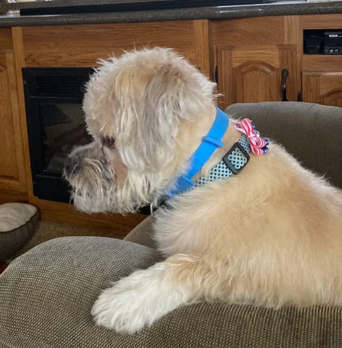 Customer photo review of FurLife™ - 8 Months Flea and Tick Collar for Dogs