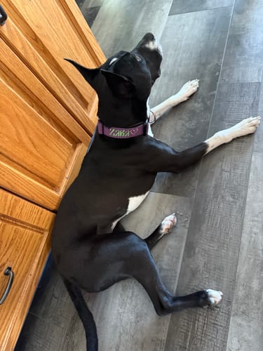 Customer photo review of 1.5" Tacti Slim Dog Collar - Grape