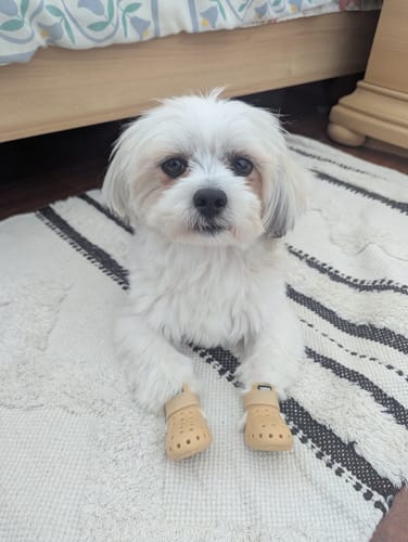 Customer photo review of WagWellies® Mojave