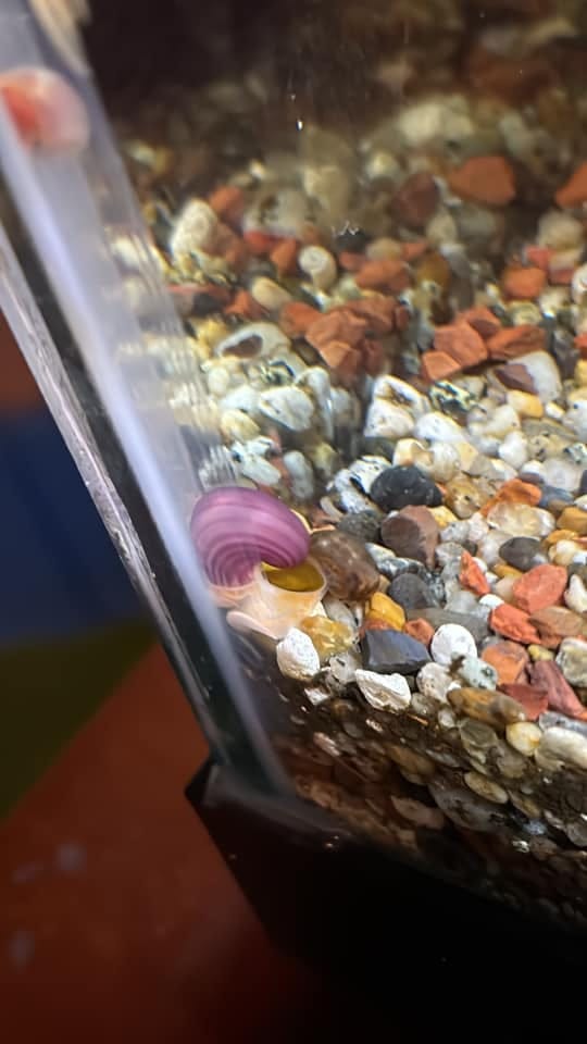 Customer photo review of Magenta Mystery Snail