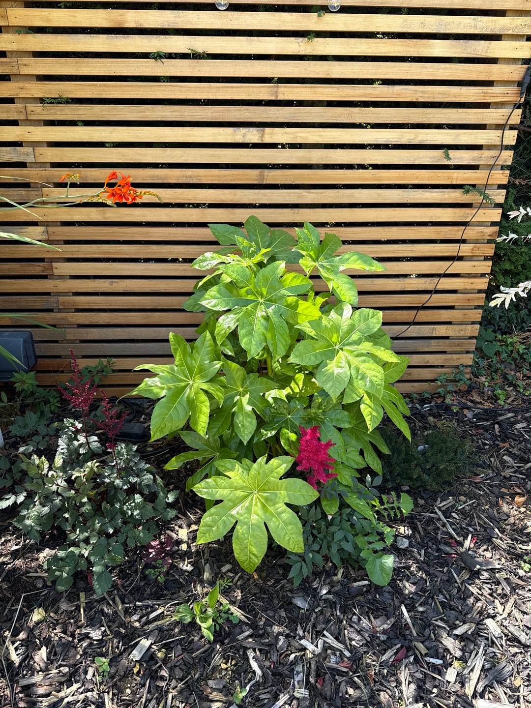 Customer photo review of Fatsia japonica