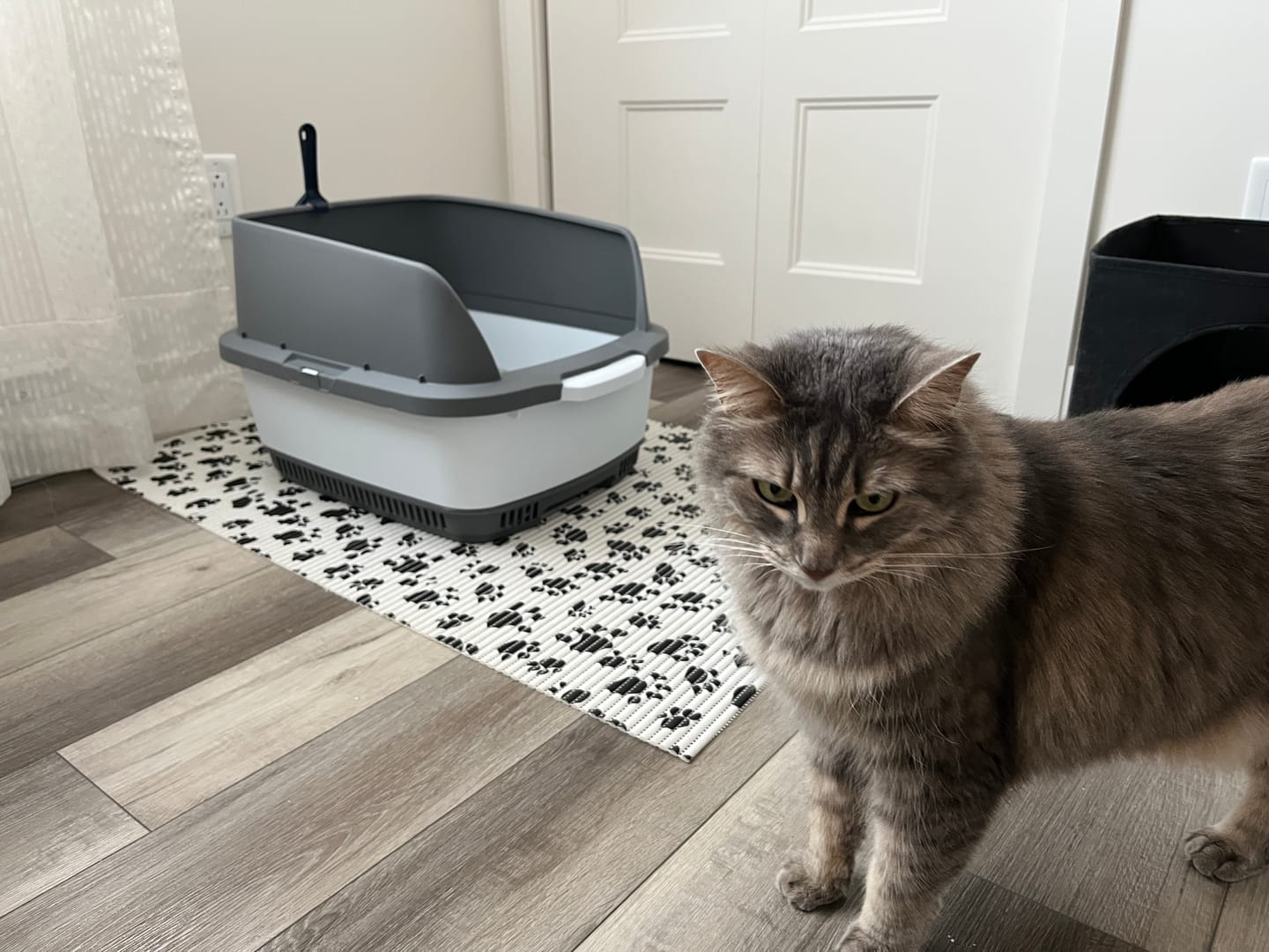 Customer photo review of Cateco Odour-Eliminating Litter box - Complete Starter Kit