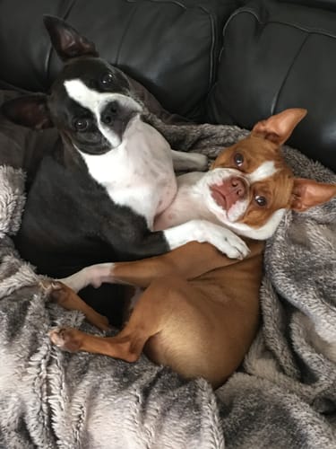 Customer photo review of Petsmont Buddy Guard Large Dog