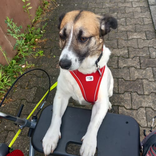 undefined review of Grünlippmuschel image 1 out of 2