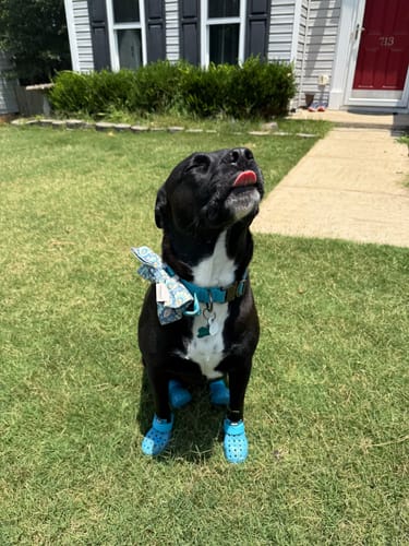 Customer photo review of WagWellies® Mojave