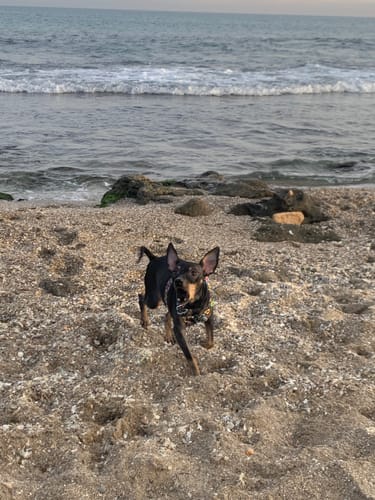 Customer photo review of Grain Free Light & Senior