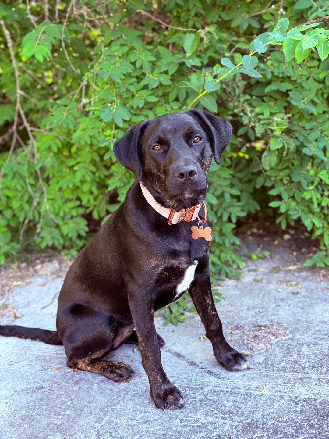 Customer photo review of 1.5" Tacti Dog Collar Slim Luxe - Rose Gold - Sofia