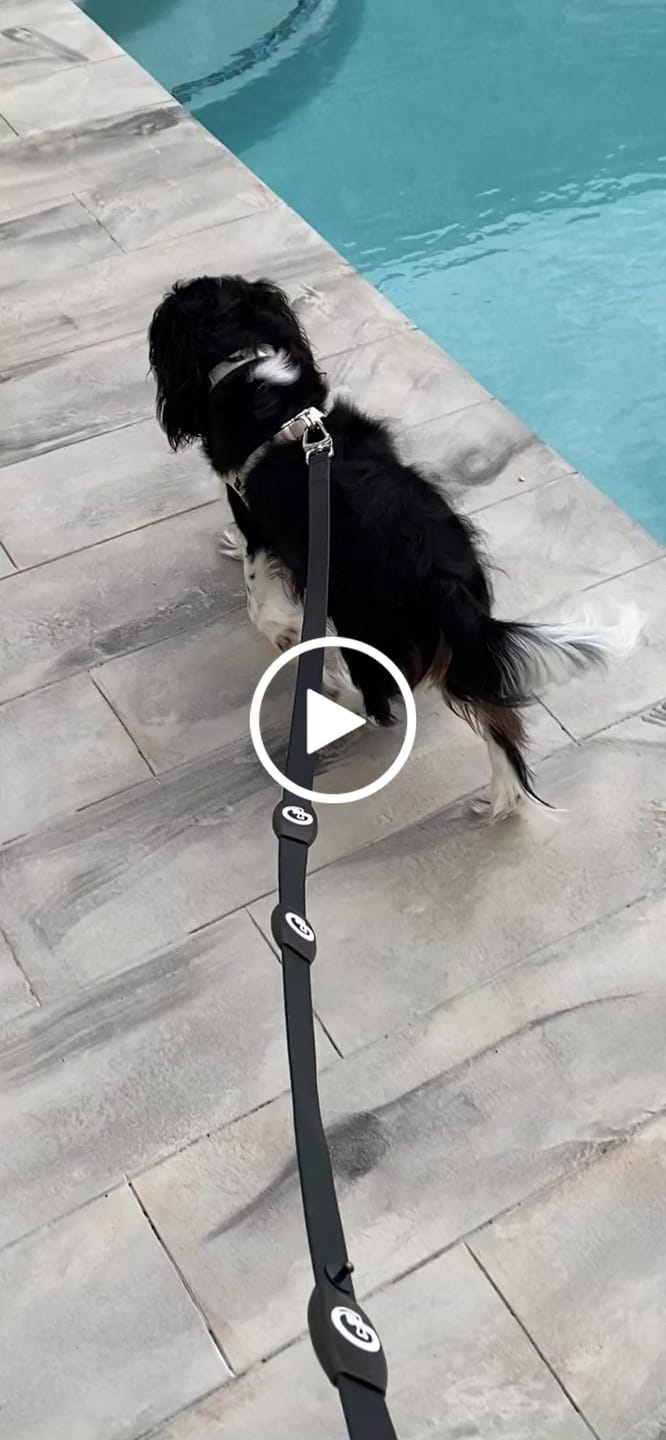 Customer video review of Boneflex Harness Silver