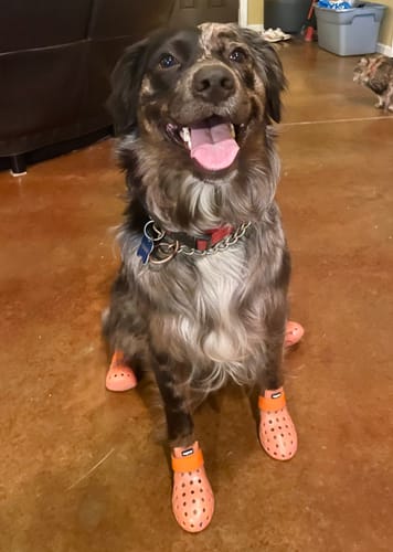 Customer photo review of WagWellies® Mojave Neon Orange