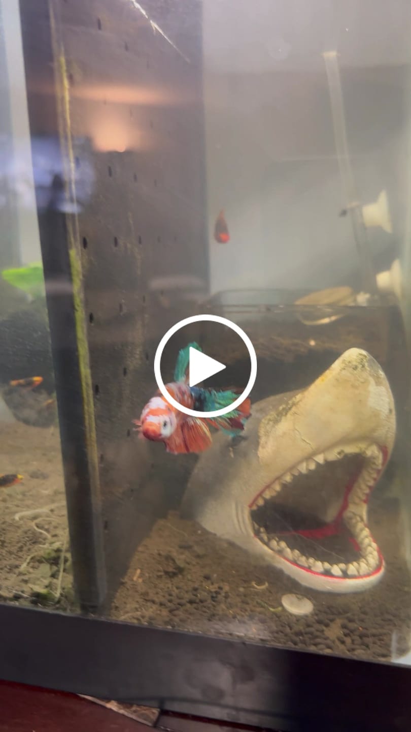 Customer video review of Multicolor King Giant Plakat Male Betta Fish | Mystery Betta
