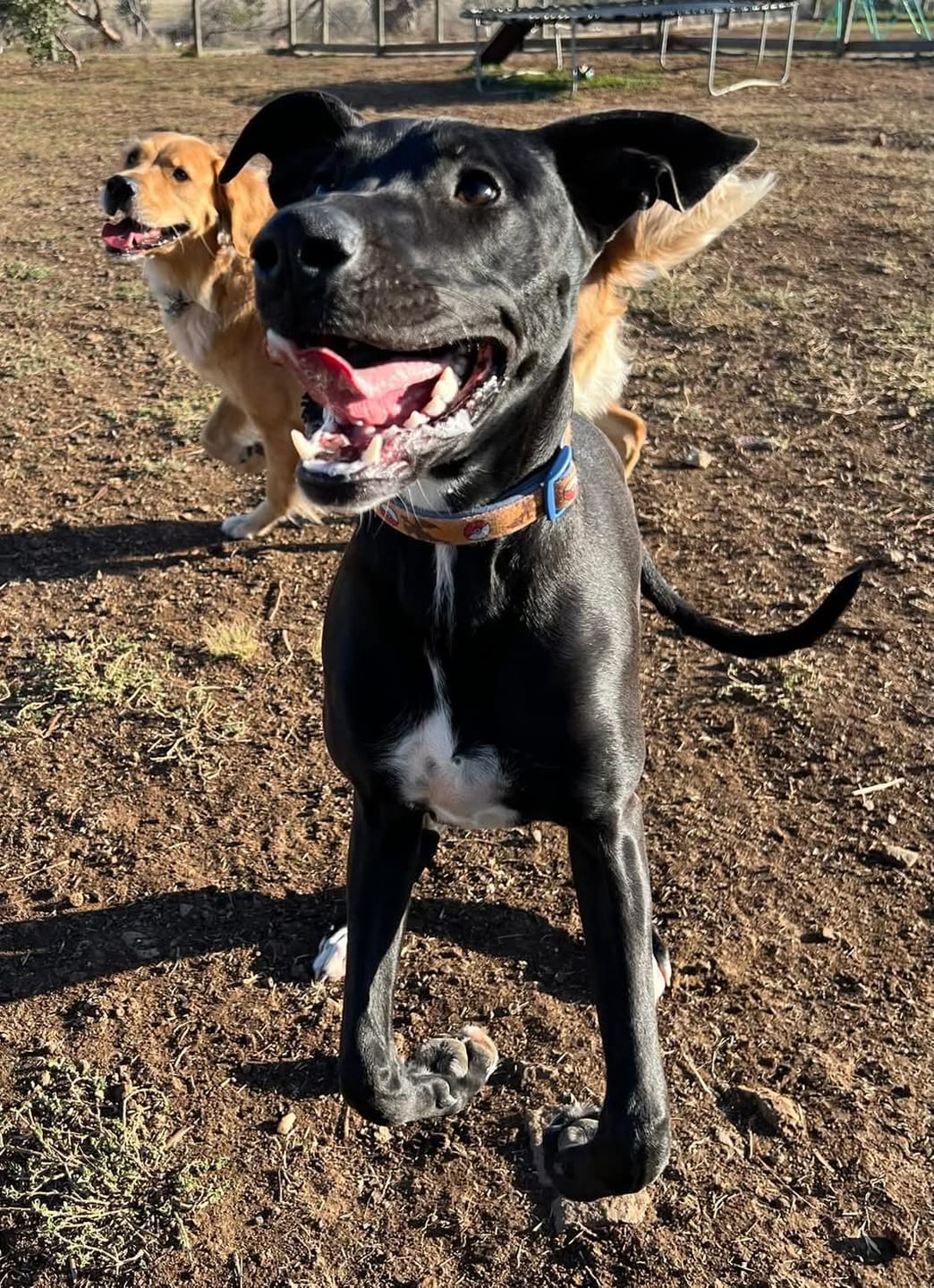 Customer photo review of Bully Sticks | Beef Pizzle