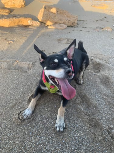 Customer photo review of Grain Free Light & Senior