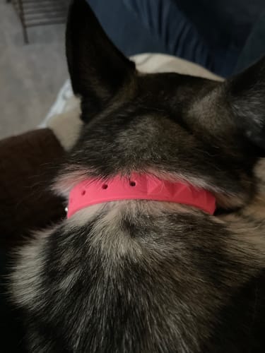 Customer photo review of SpikeFLY+ Collar