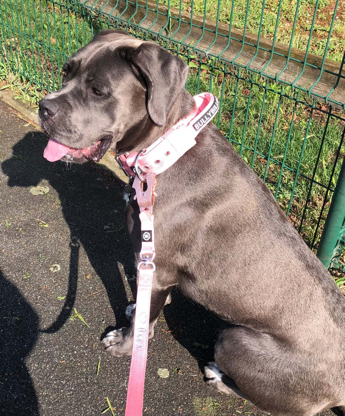Customer photo review of 1.4m Lighter Swivel Combat Lead | Anti-Tangle & Secure Clip - Pink x Pink