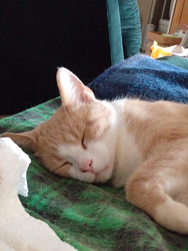 Customer photo review of GCP Flea & Tick Natural Defense for Cats - 100 Soft Chews