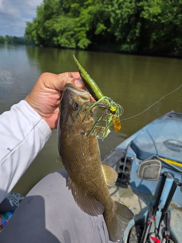 Customer photo review of Z-Man Tungsten ChatterBait Elite EVO