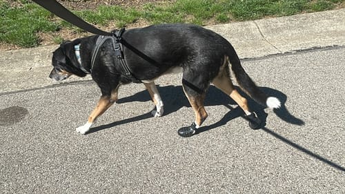 Customer photo review of WagWellie® Mojave Single