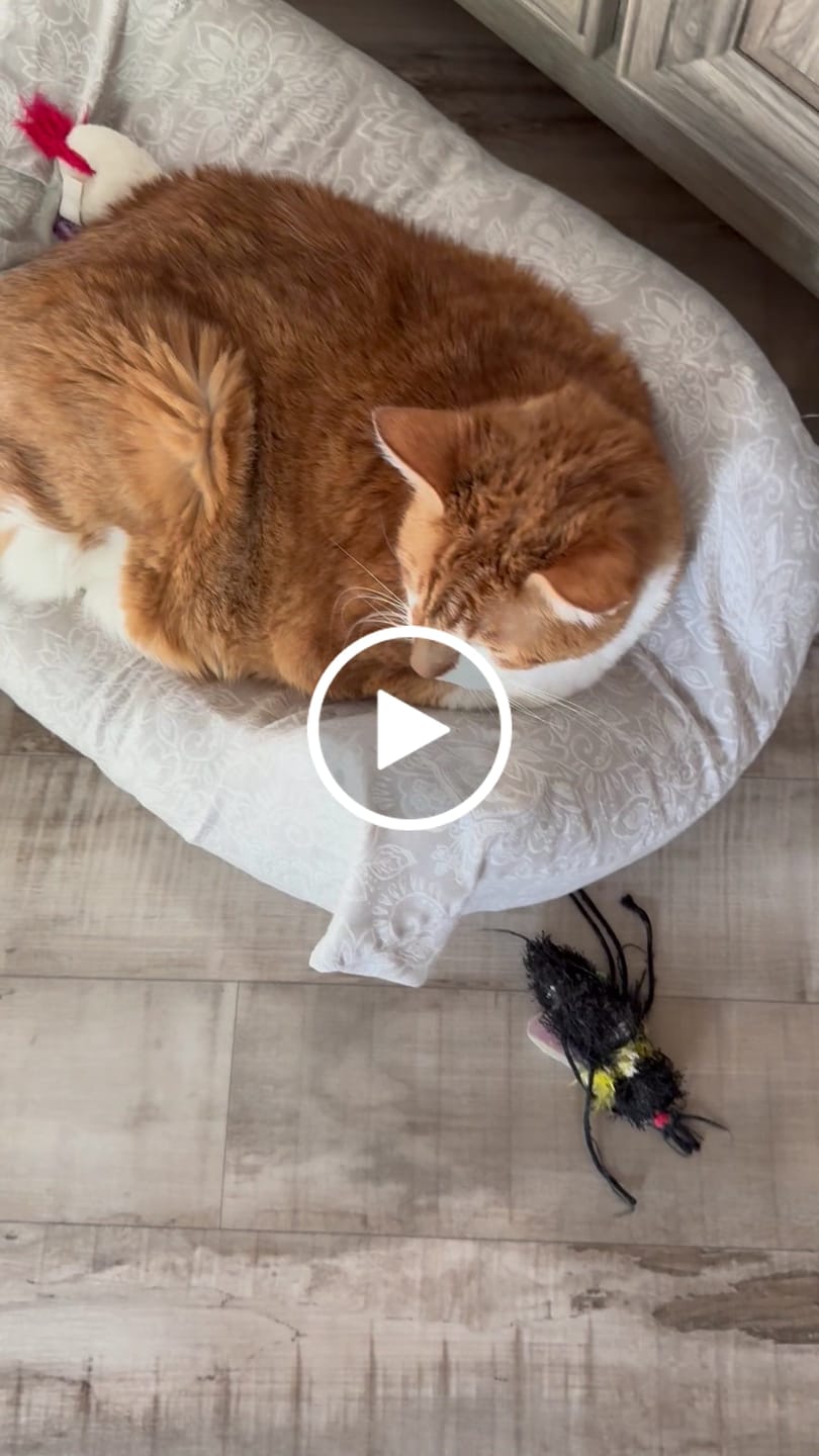 Customer video review of Royal Canin Veterinary Diet - Feline Urinary SO + Calm Canned Cat Food 3 oz.