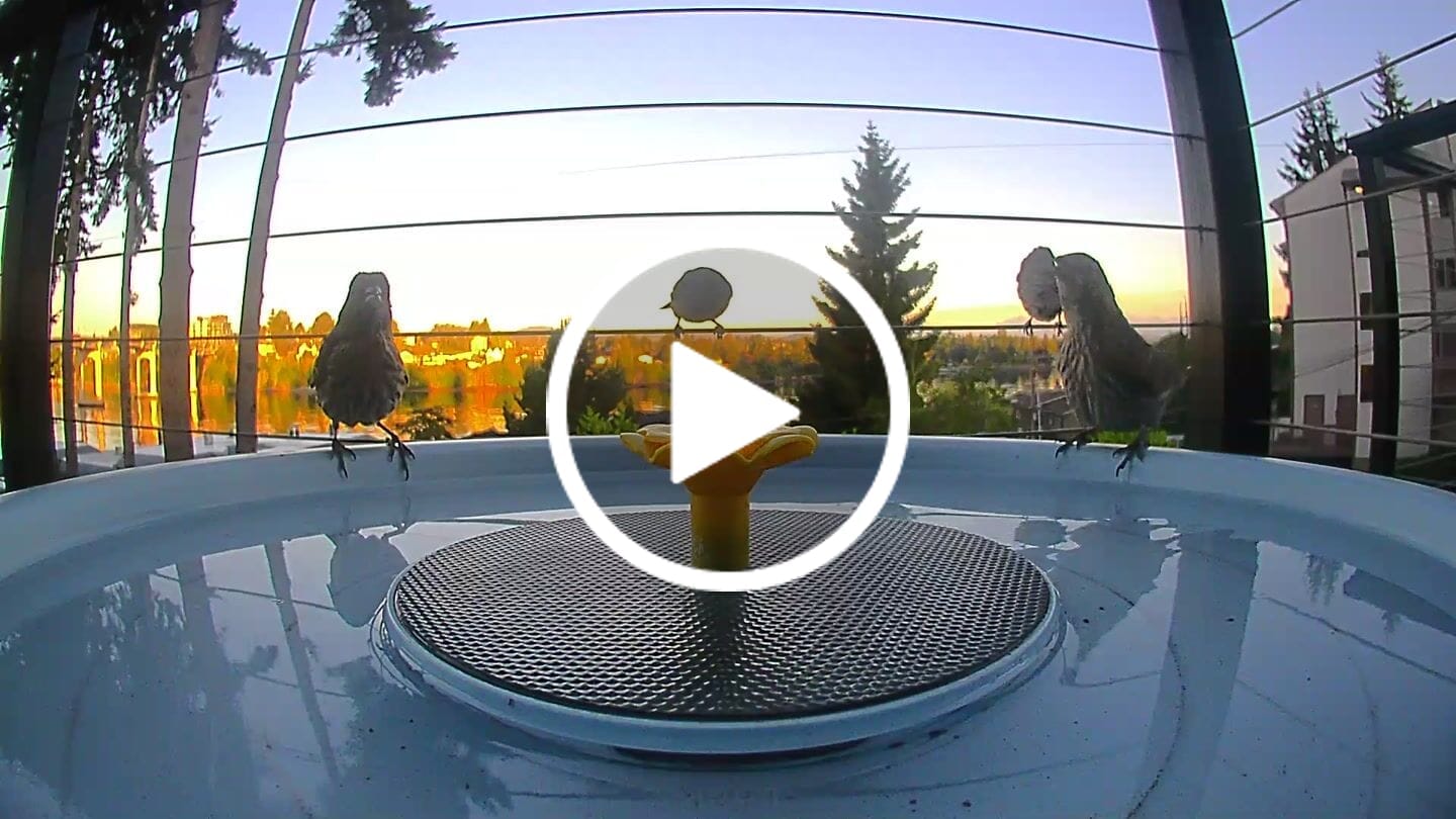 Customer video review of Birdfy Bath Pro - Smart Bird Bath with Camera