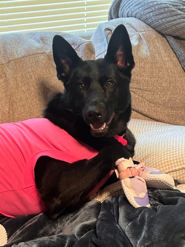 Victoria H. review of Hot Pavement Pawtector Dog Shoes - Pink Purple image 1 out of 1