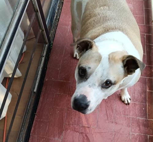 Customer photo review of Librela®