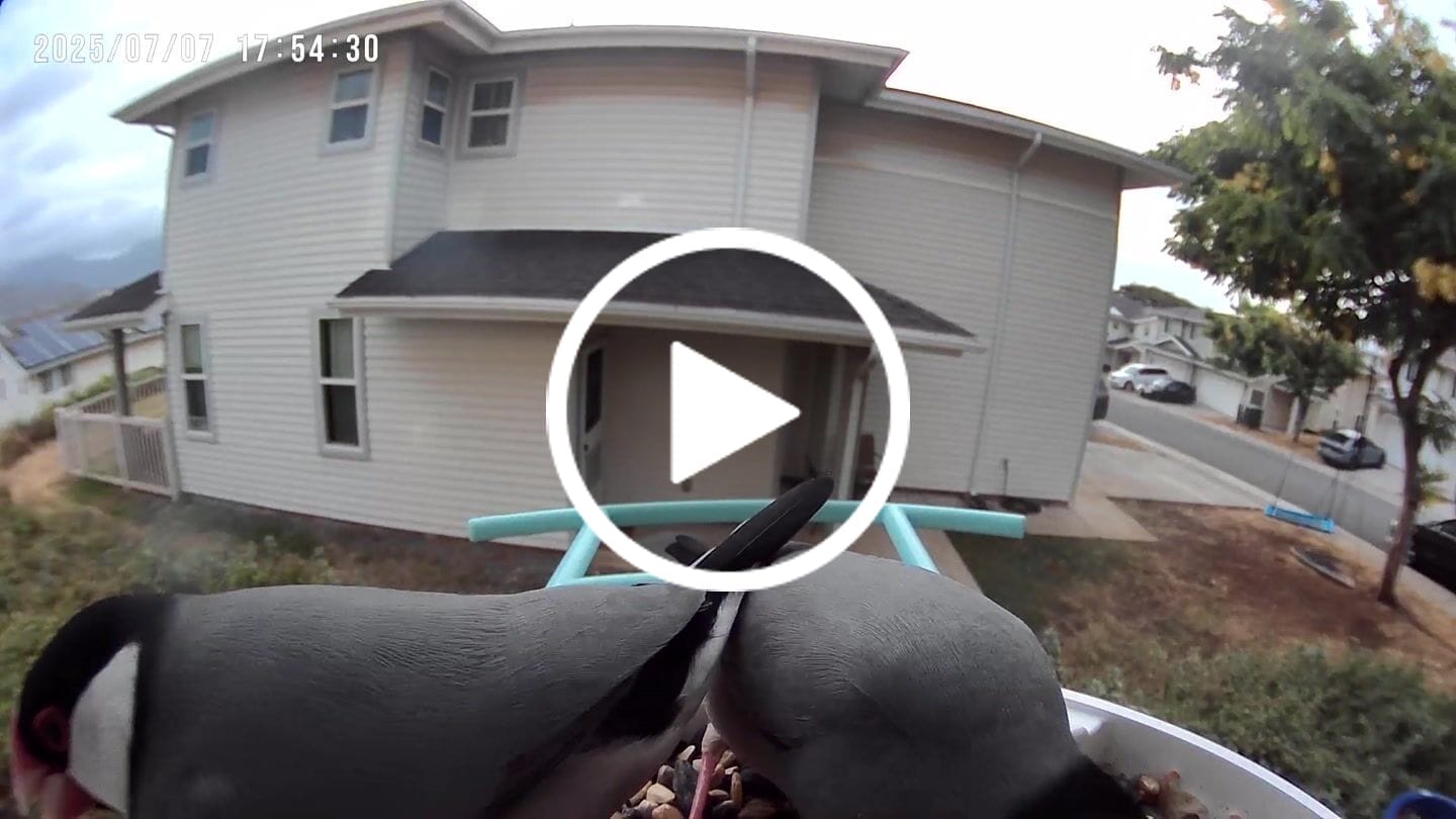 Customer video review of Birdfy Feeder Metal - Smart Metal Feeder with Camera