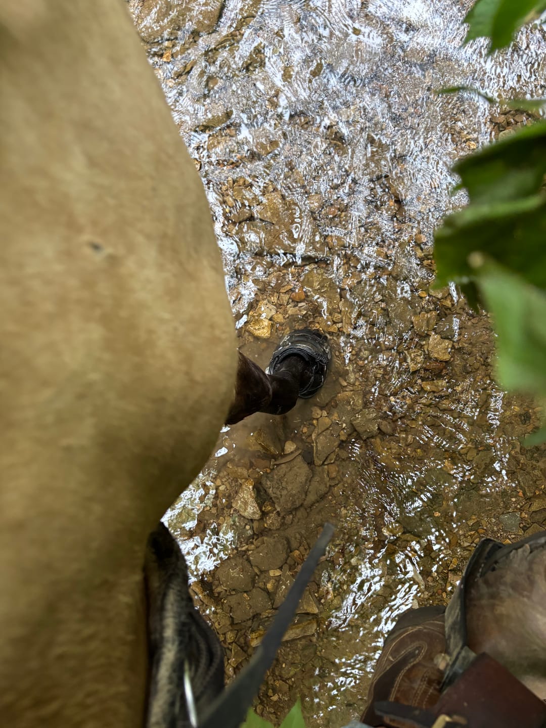 Customer photo review of Renegade® Viper Shield™ Hoof Boot - Black Knight