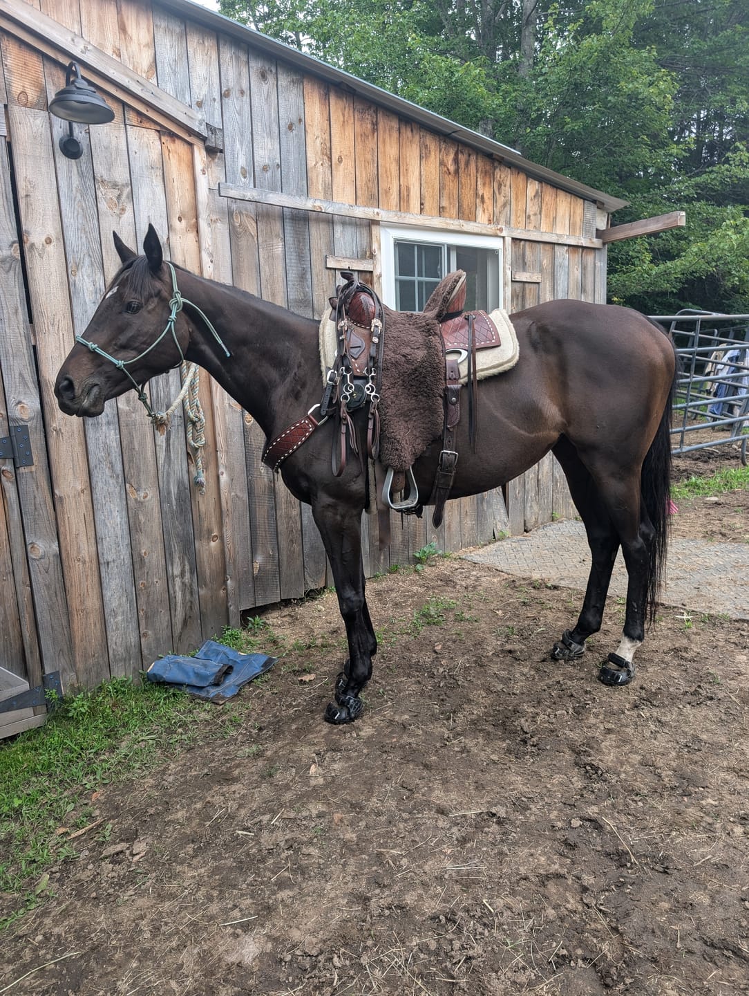 Customer photo review of Renegade® Viper Shield™ Hoof Boot Seconds - Black Knight