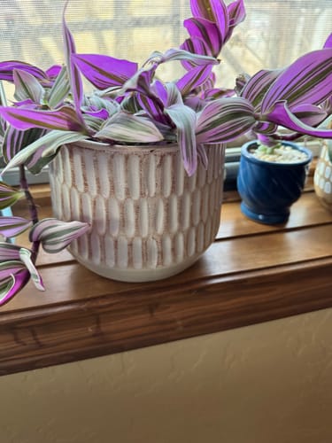 Customer photo review of Plant Food